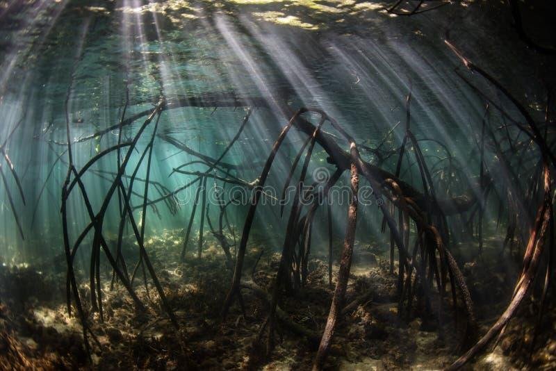 Мангровые леса под водой