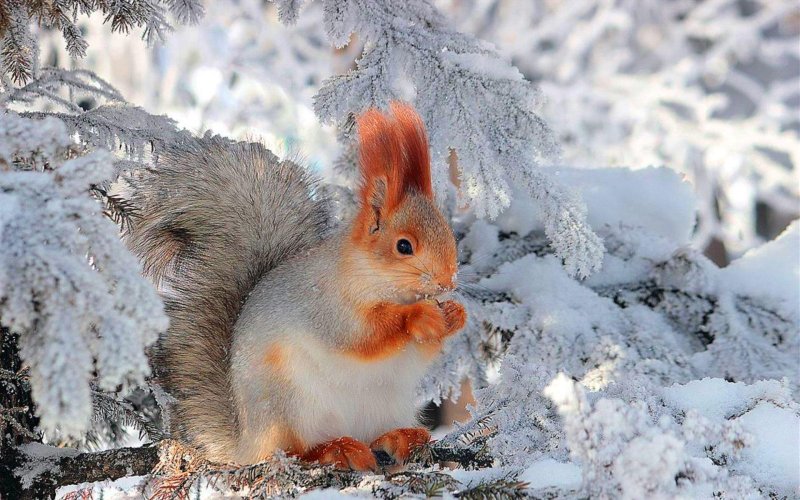 Звери в зимнем лесу