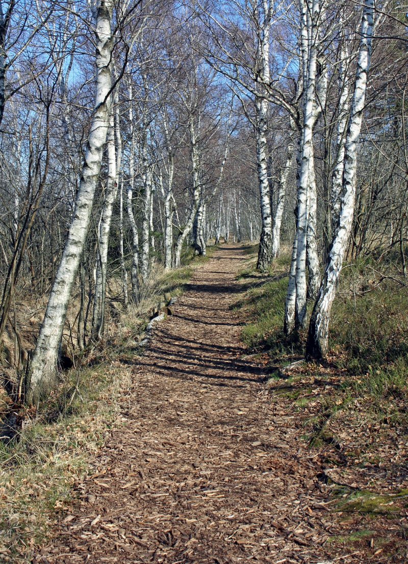 Тропинка в лес весной