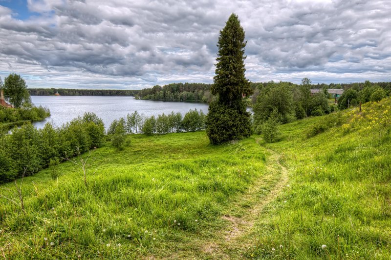 Лужский район лето лес