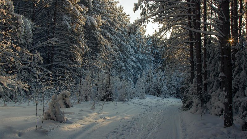 Кировские леса зимой