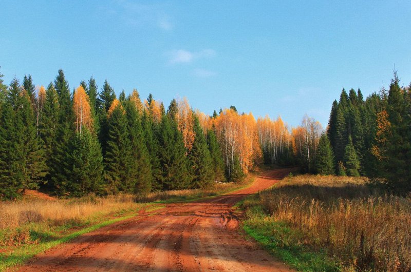 Черустинский лес