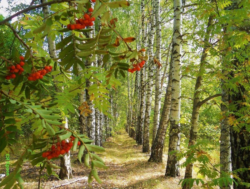 Рябина в осеннем лесу