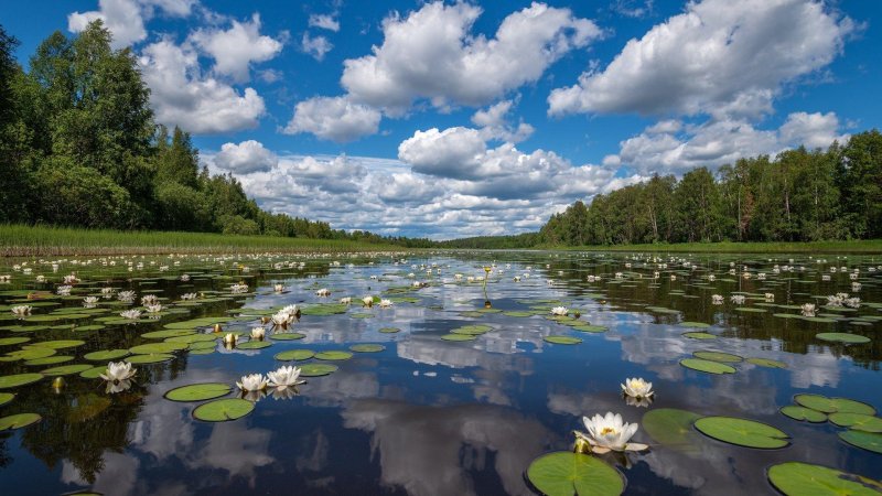 Кувшинки в лесу