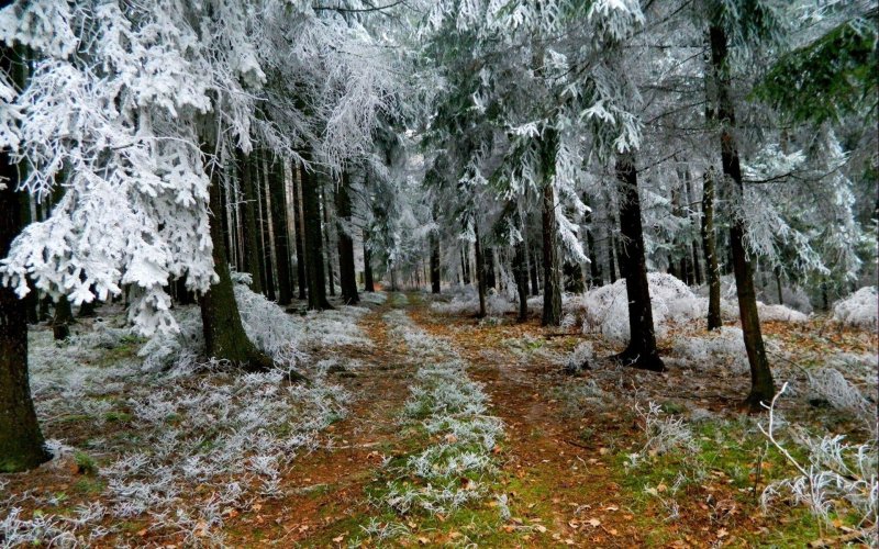 Первый снег в лесу