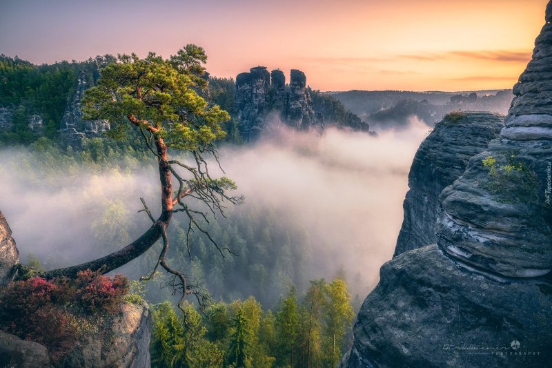 Саксонская швейцария лес