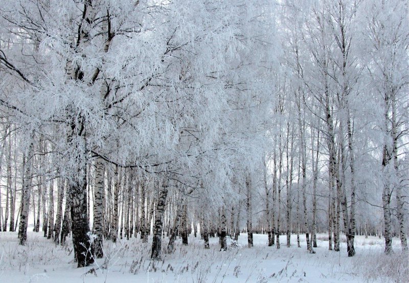 Зимний березовый лес