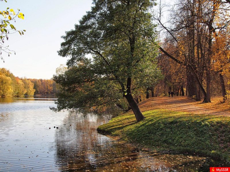 Кузьминский лесопарк осень