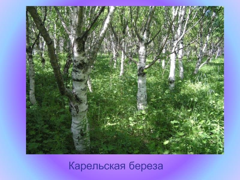 Карельская береза лес