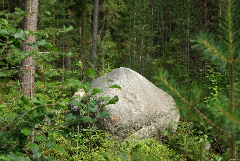 Камень в лесу