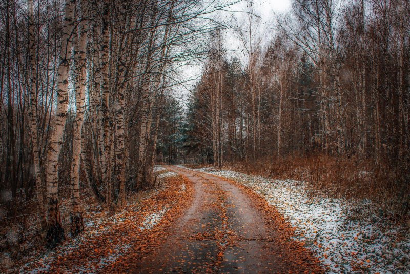 Поздняя осень в лесу