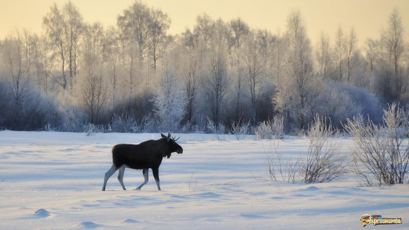 Лось в зимнем лесу