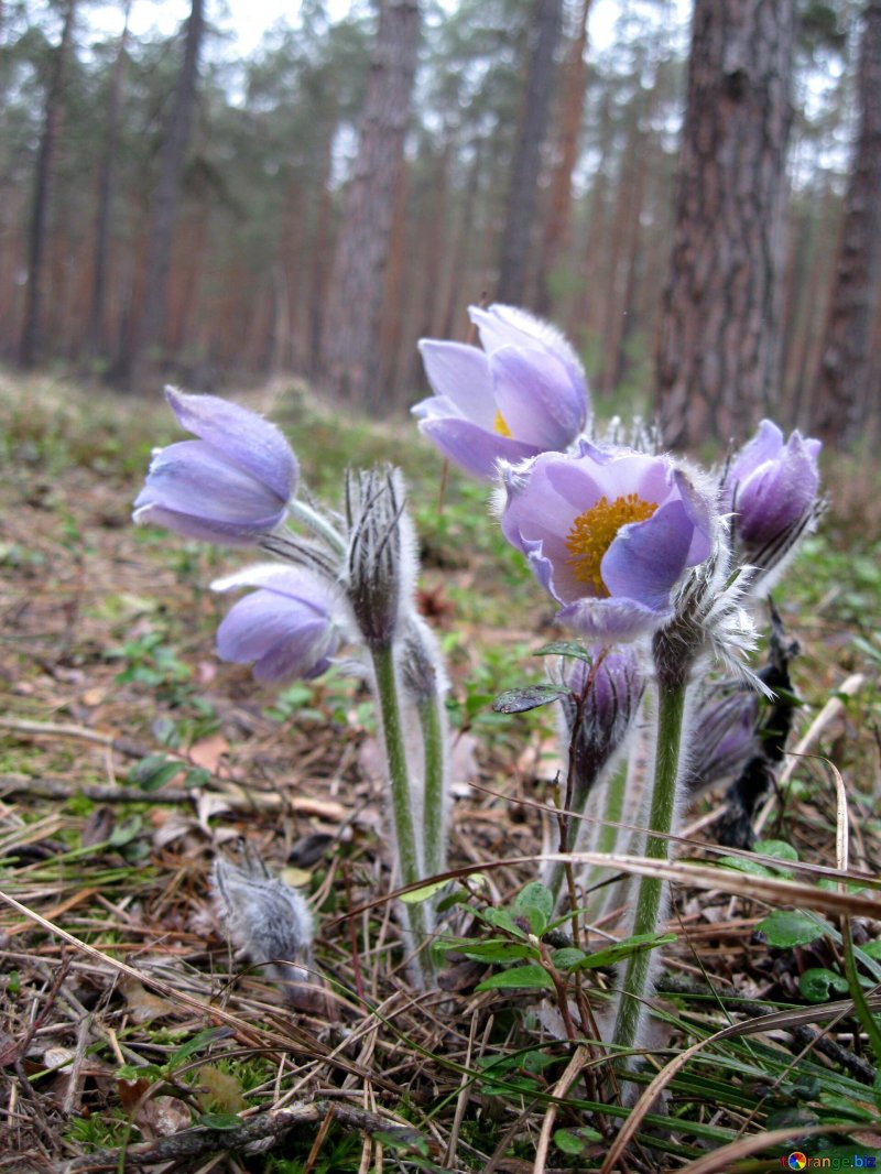 Подснежники в лесу