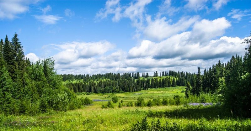 Лес пермского края