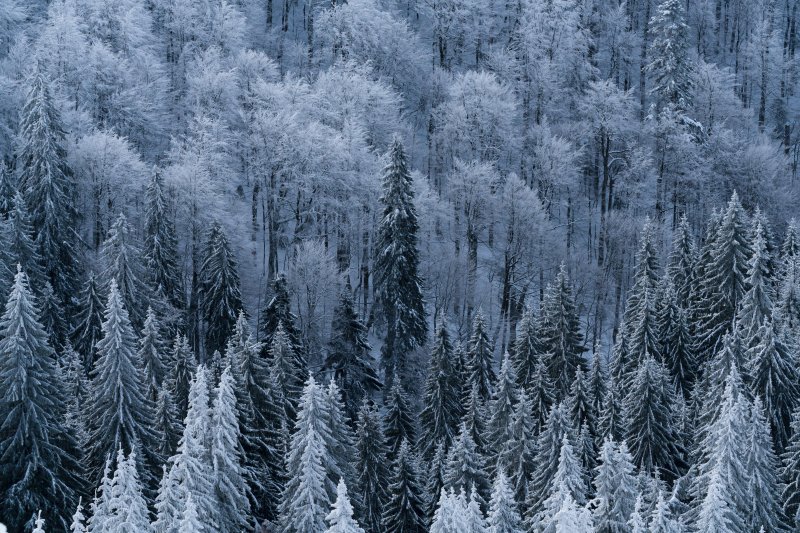 Заснеженный лес вид сверху