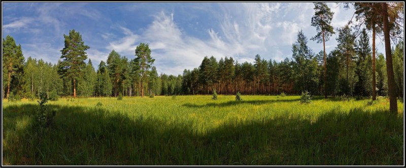 Опушка соснового леса