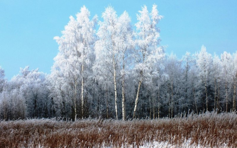 Зимний березовый лес