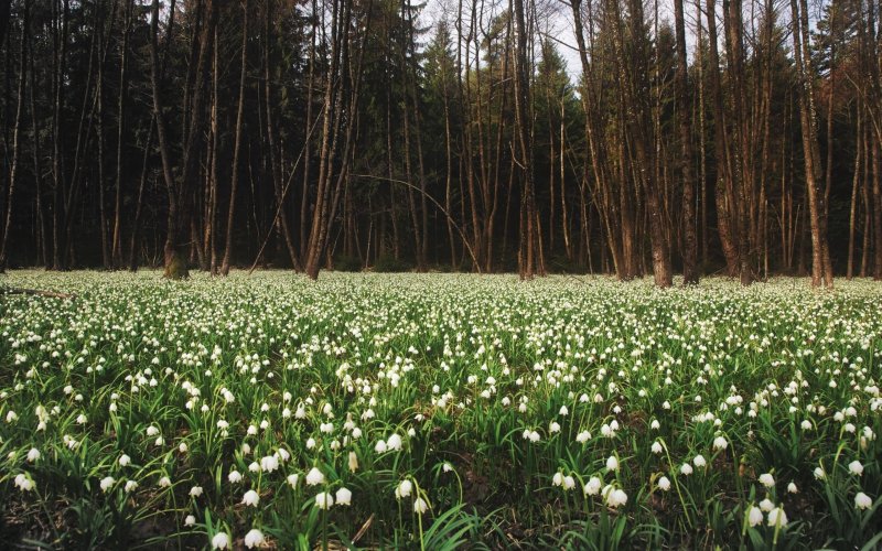 Пролески поляна