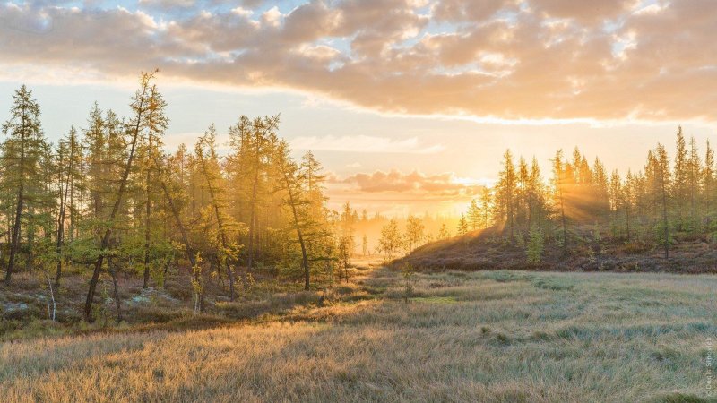 Лесотундра западной сибири