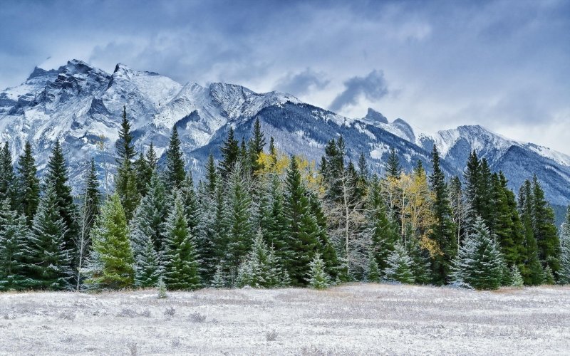 Горы снег лес