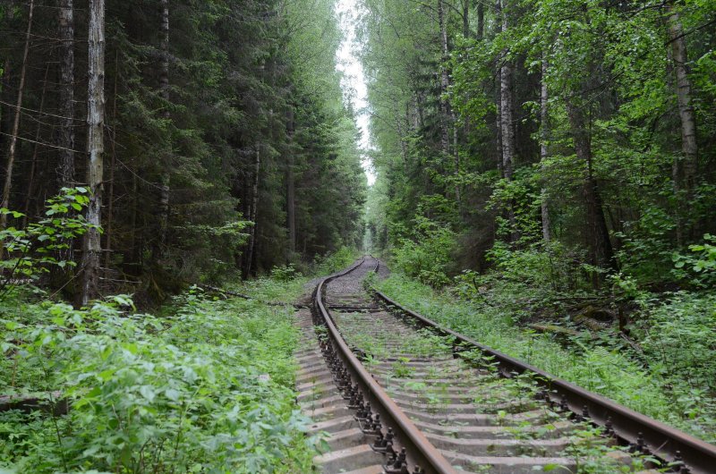 Железная дорога в лесу