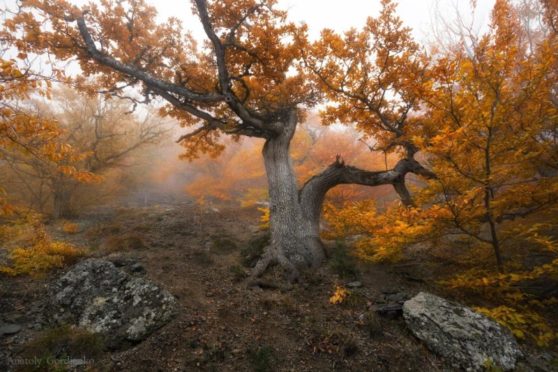 Осенний лес демерджи