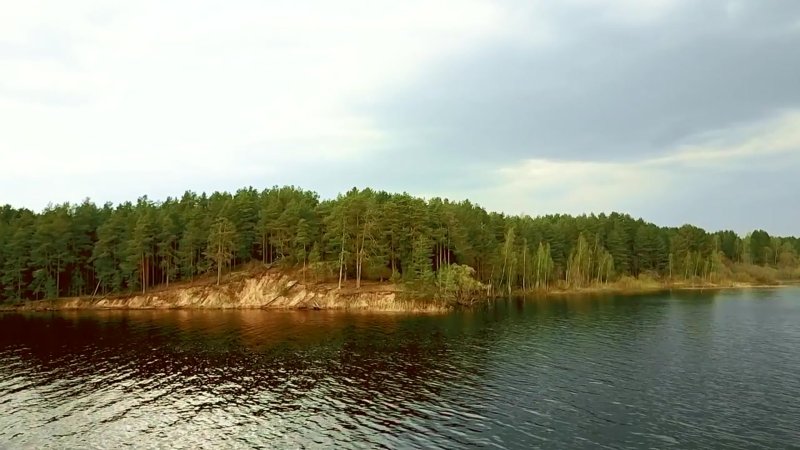 Дарвинский заповедник сосновый лес