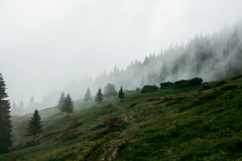 Лес туман горы швейцария