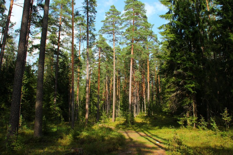 Лужский район лето лес