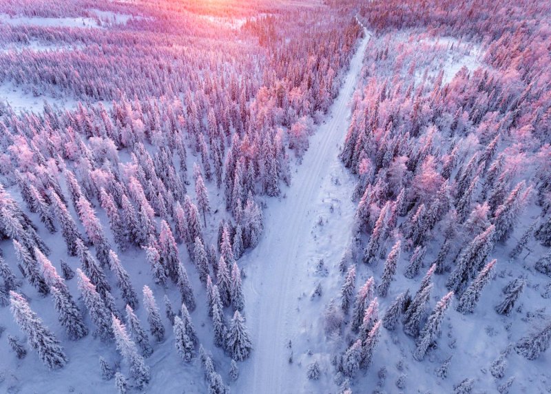 Заснеженный лес вид сверху