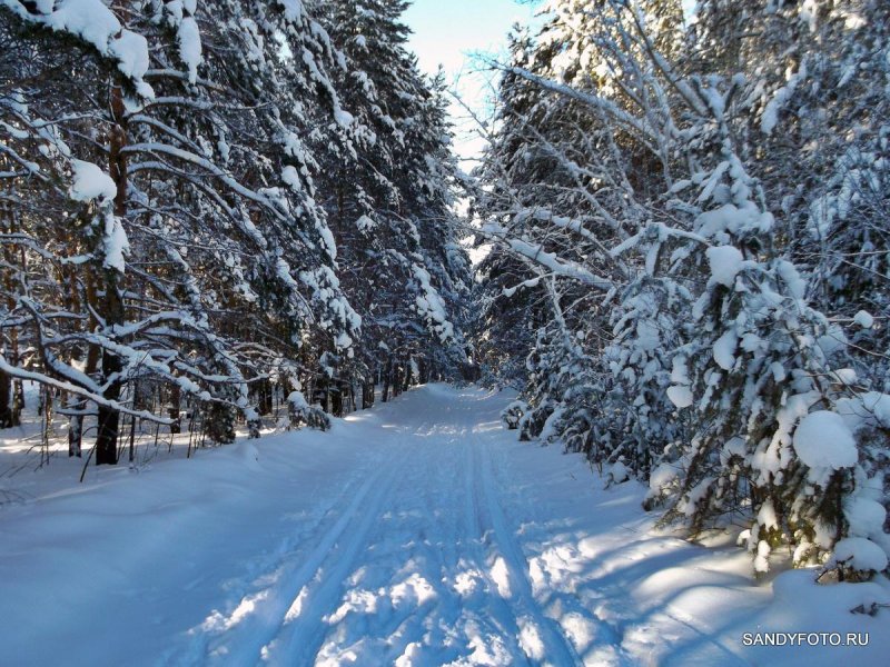 Кировские леса зимой