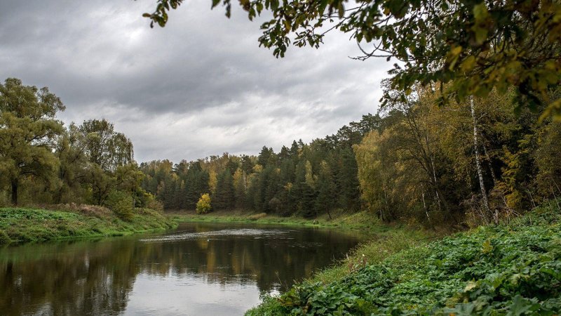 Руза река лес