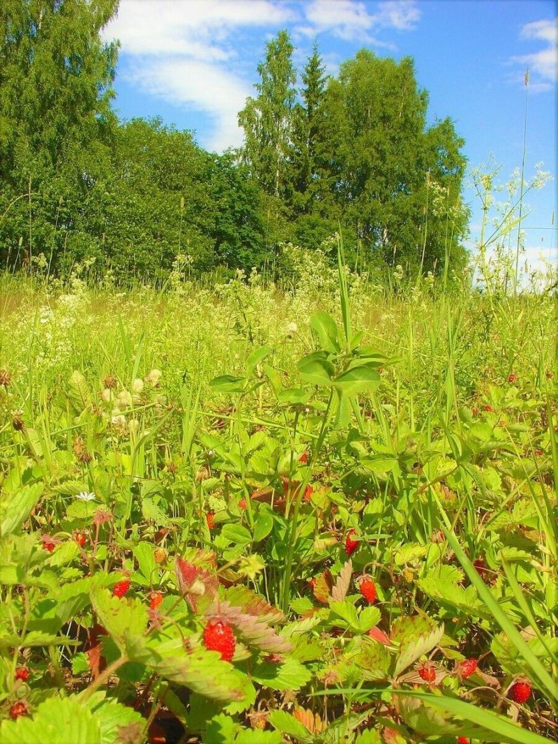 Земляничная поляна в лесу