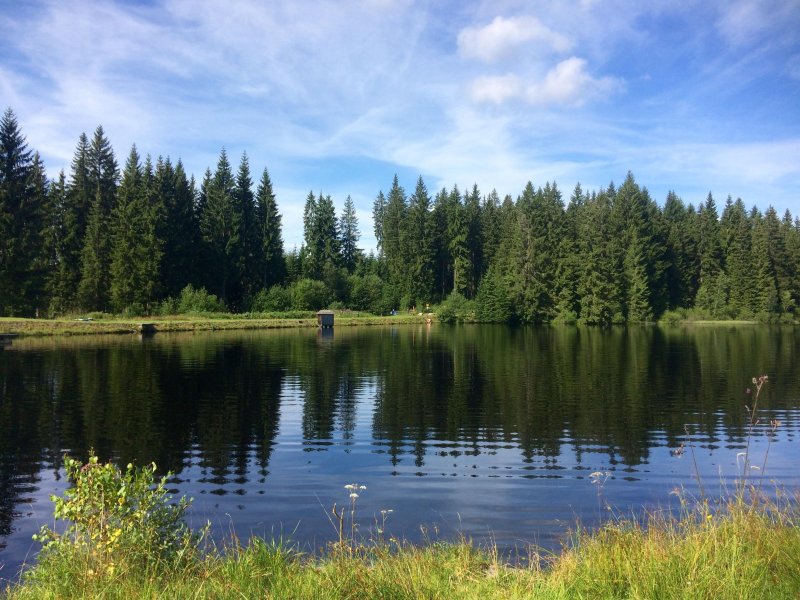 Лужский район лето лес