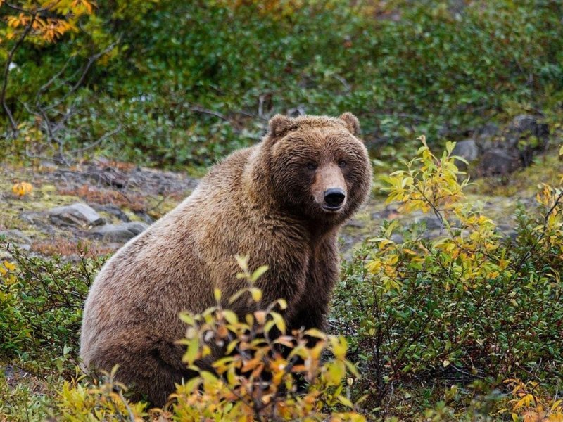 Медведь в лесотундре