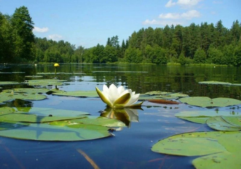 Кувшинки в лесу