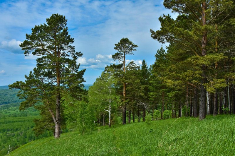 Заманкульский лес