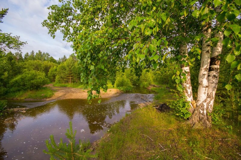 Природа лес река березы