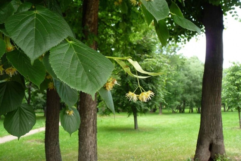 Липа в широколиственном лесу