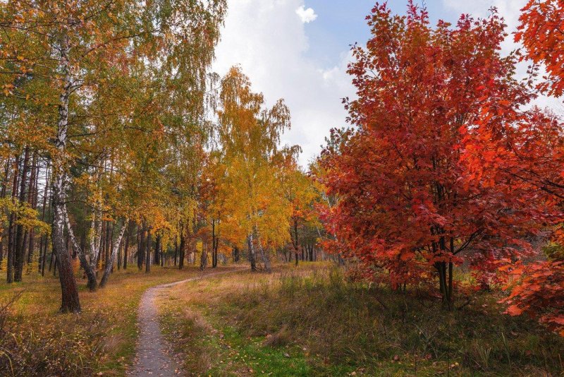 Кленовая роща лес