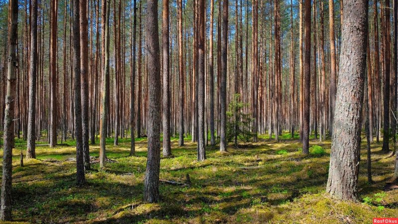 Лес сосновый бор канск