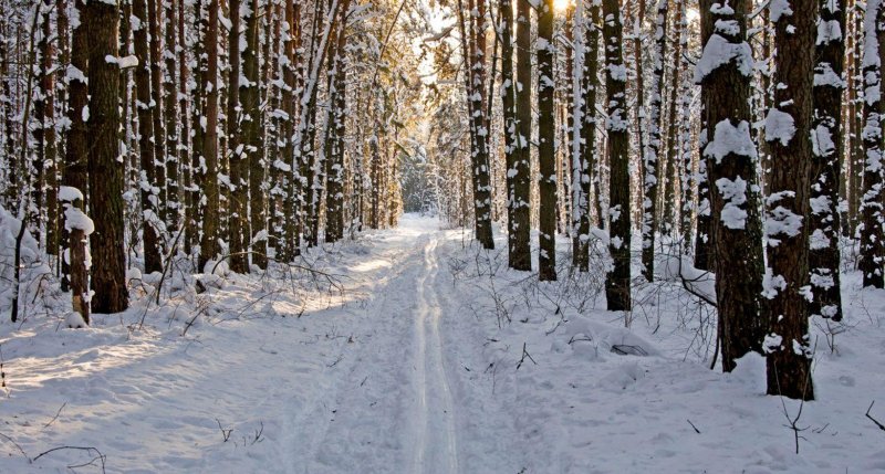 Прогулка по зимнему лесу