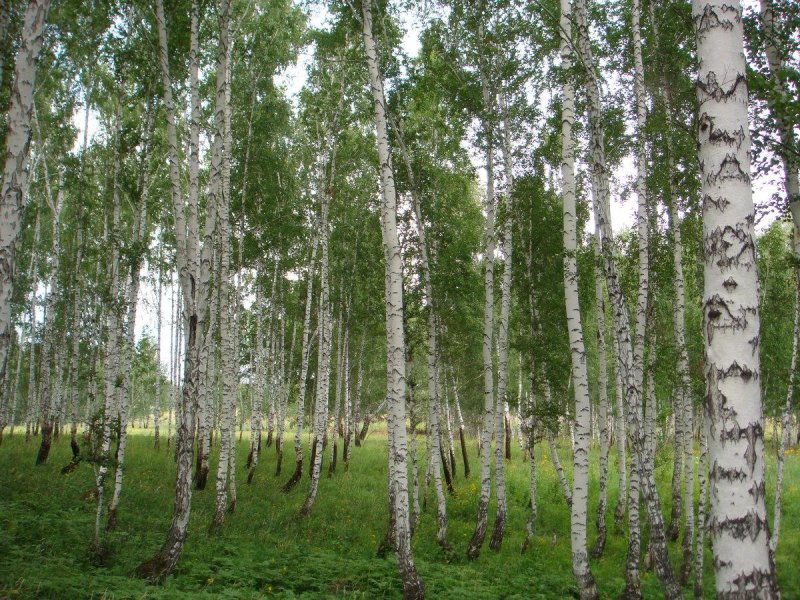 Сибирские леса березняк