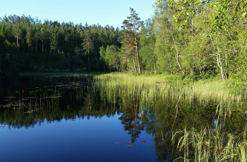 Лужский район лето лес