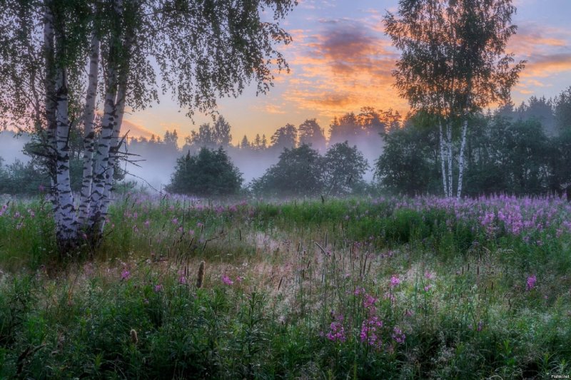 Майское утро в лесу