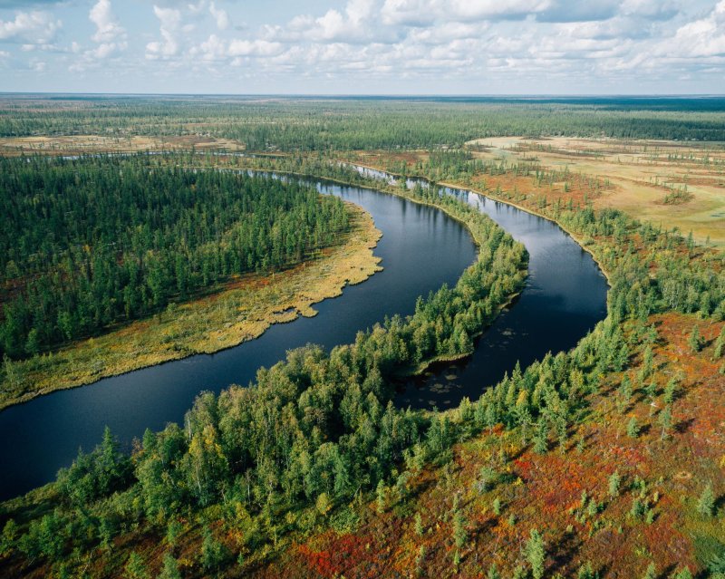 Лесотундра западной сибири