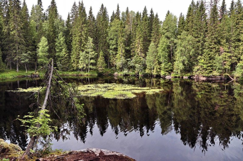 Леса карелии