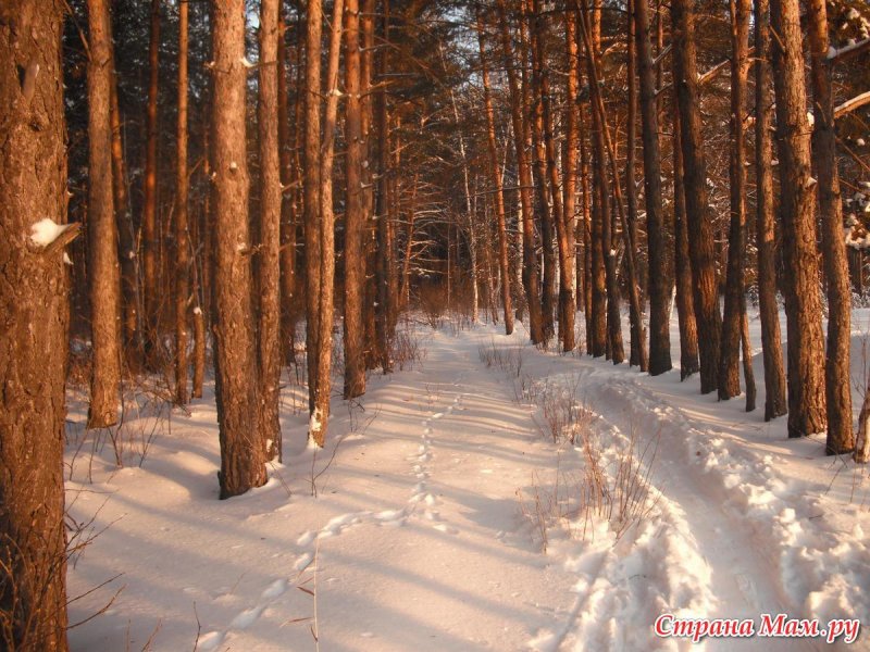 Тропинка в зимнем лесу