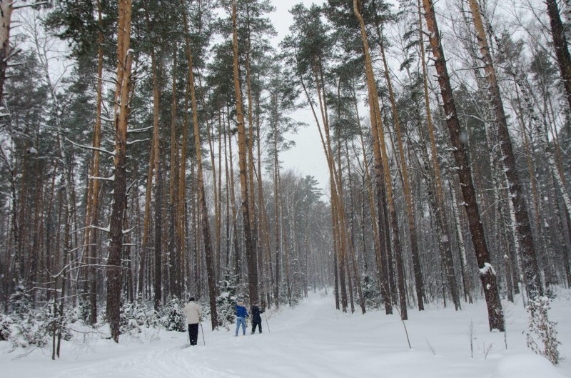 Лесопарк лебяжье казань зимой