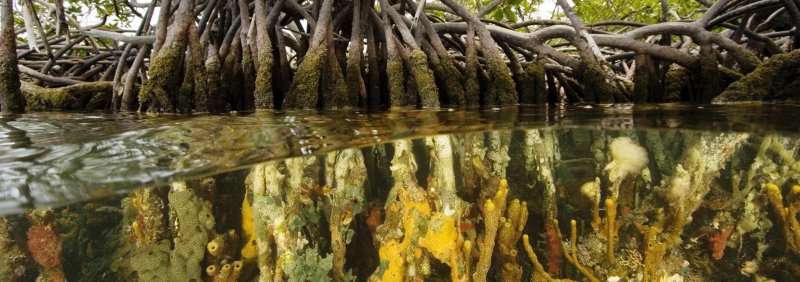 Мангровые леса под водой